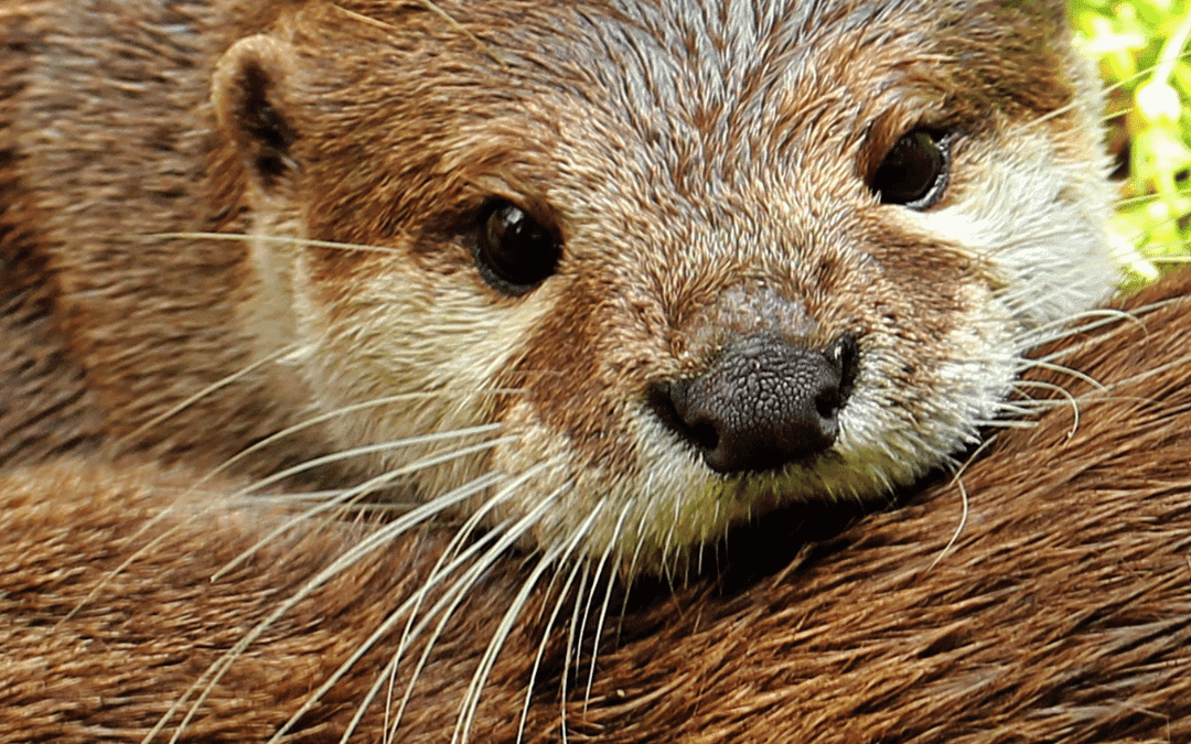 AeroKat helps an otter “breathe easy”