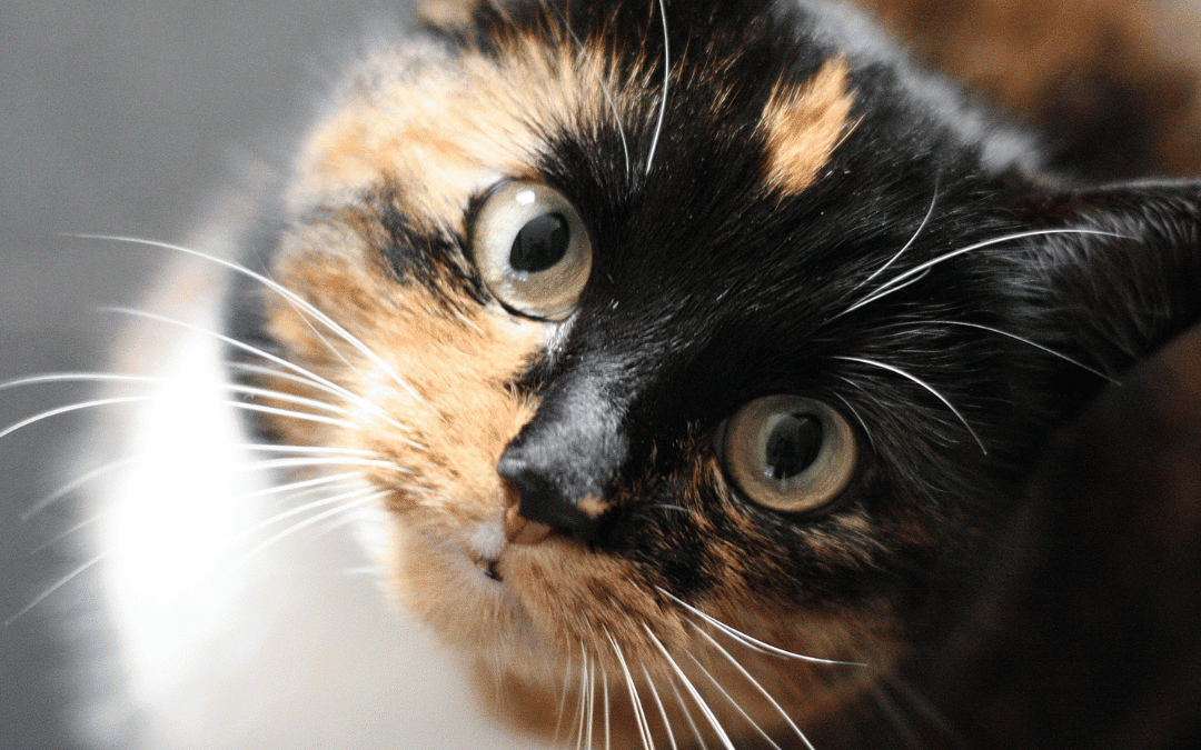 Abuterol and airway inflammation in cats image