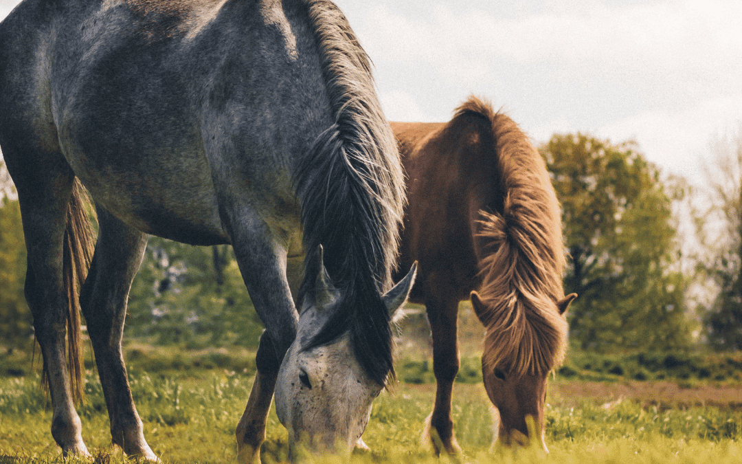 Blood biomarkers for equine asthma