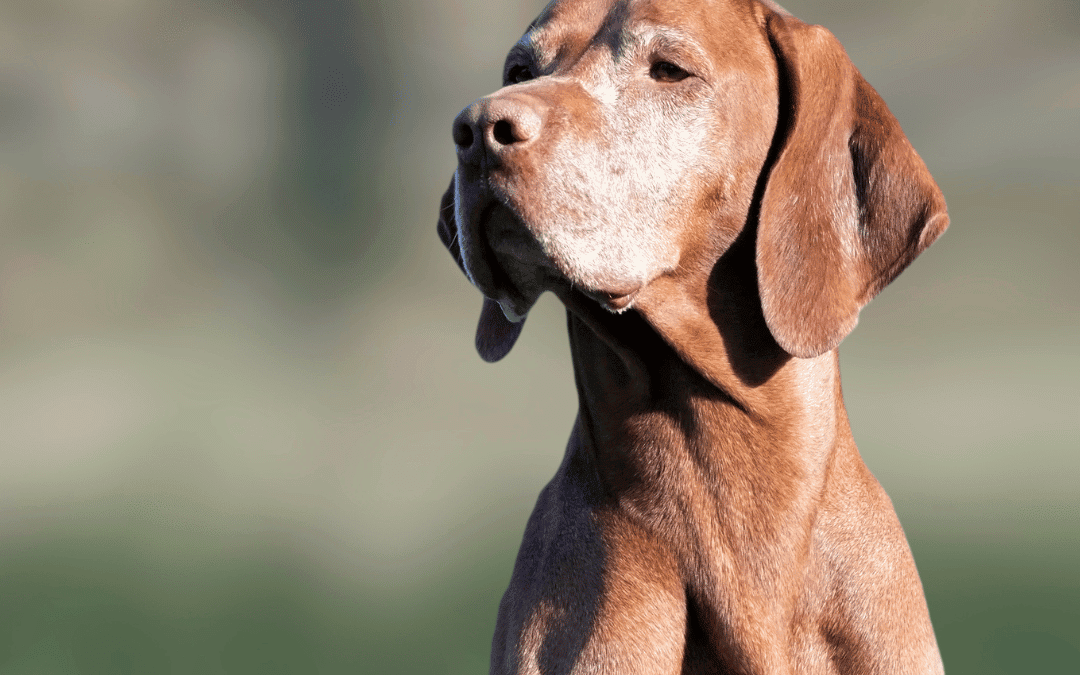 8 reasons why my dog is coughing