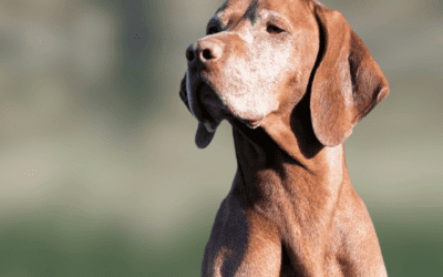 8 reasons why my dog is coughing