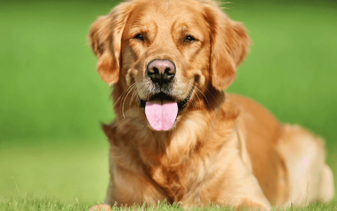 Bacterial culture of BAL fluid in dogs