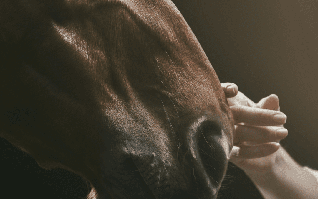 Airway Hygiene: How to Help Your Horse