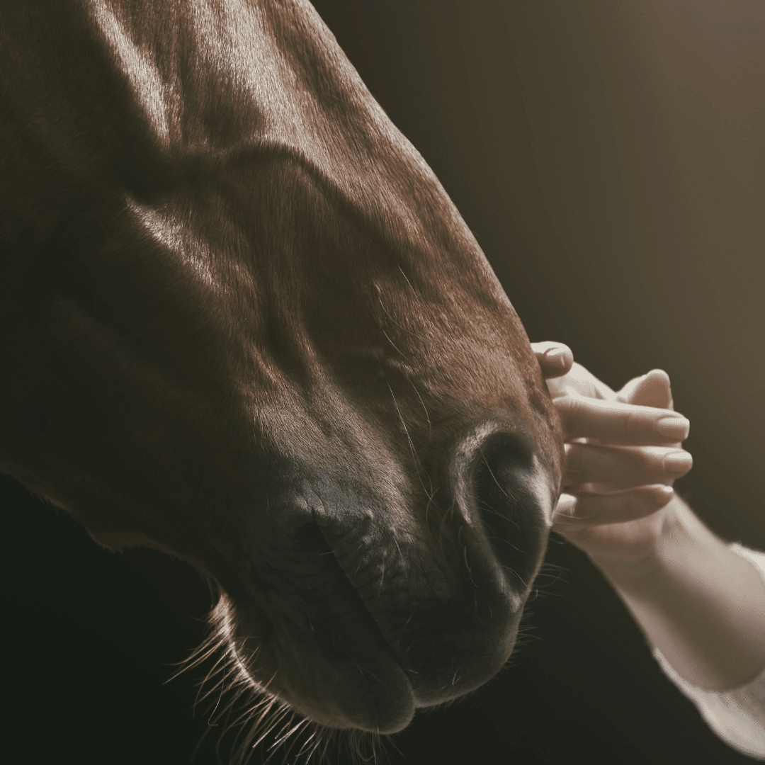 Airway Hygiene: How to Help Your Horse image