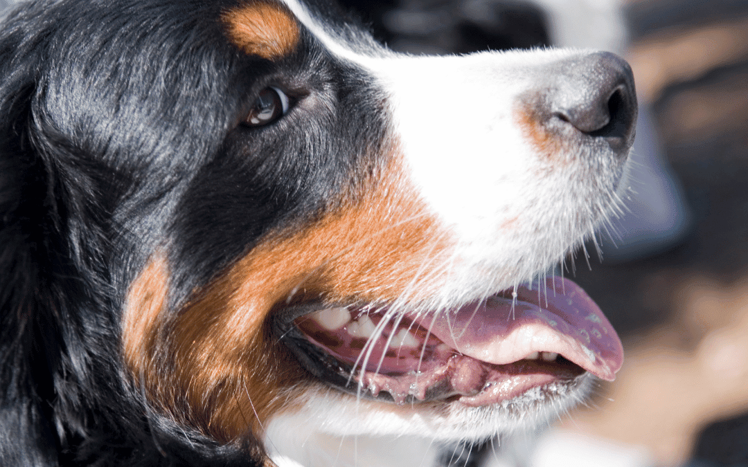 Inflammatory Airway Disorders in dogs