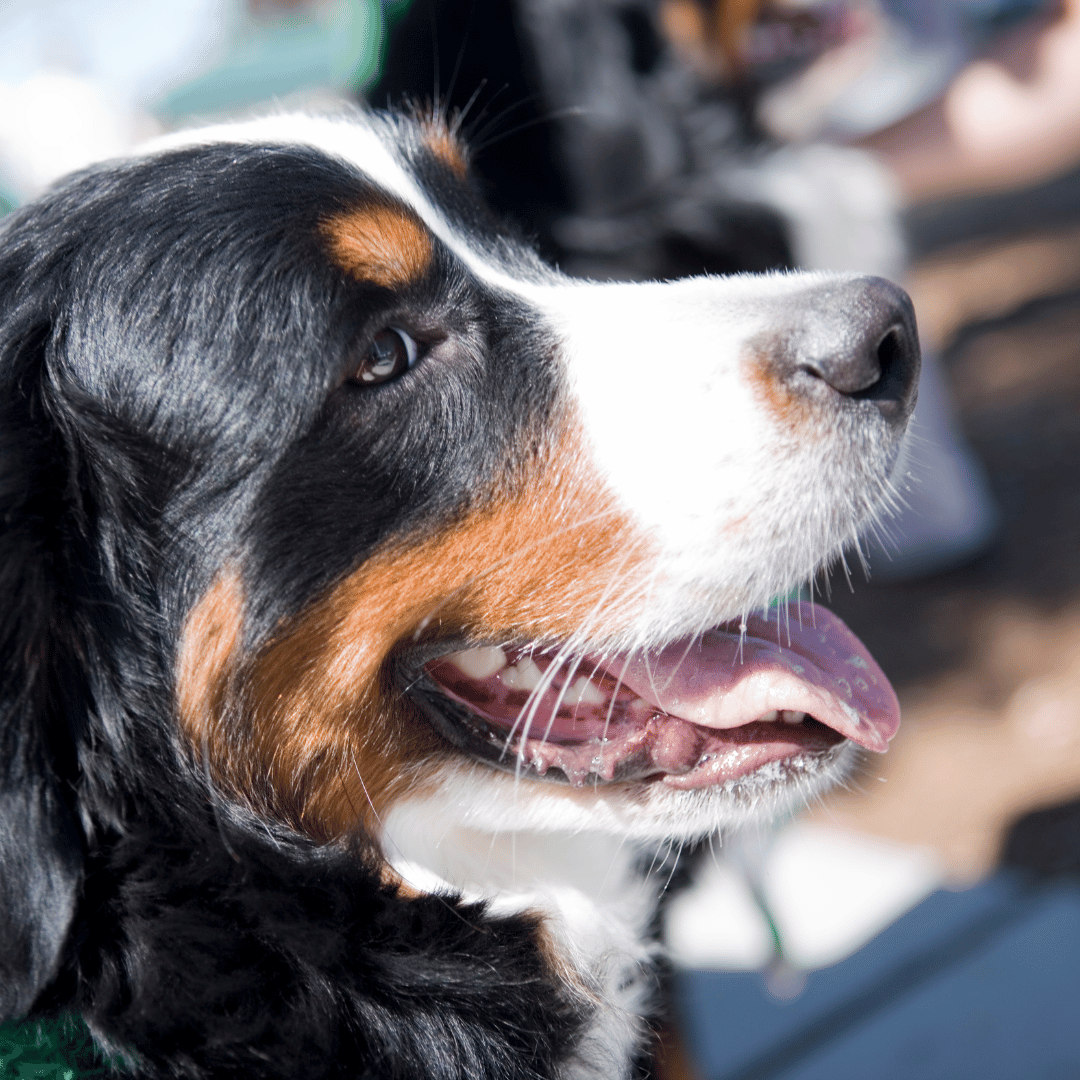 1 Inflammatory Airway Disorders in Dogs image