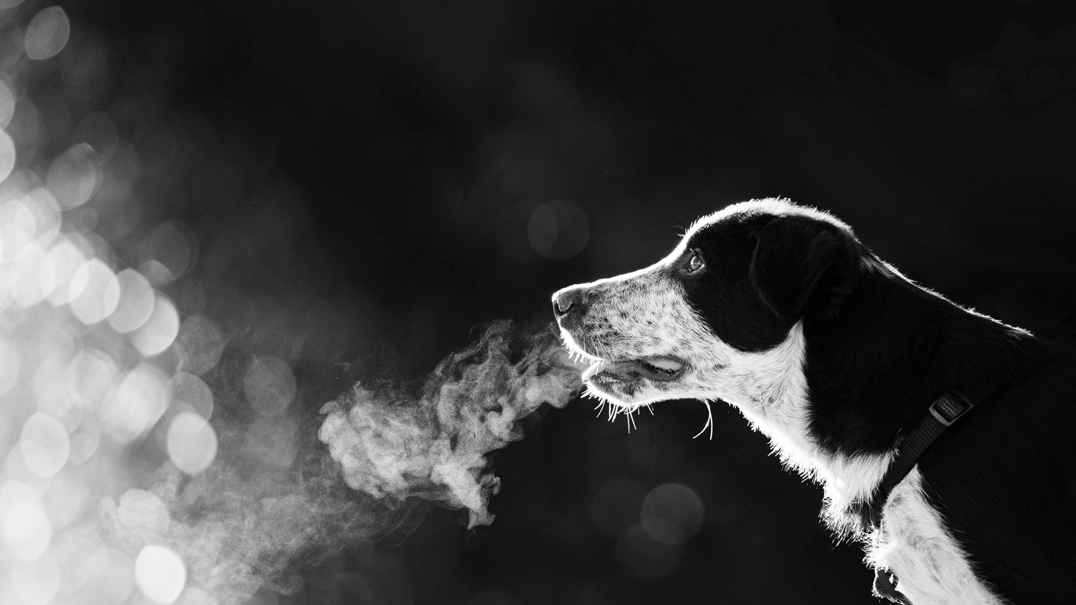 Main-Header-dog dog breathezy breath easy