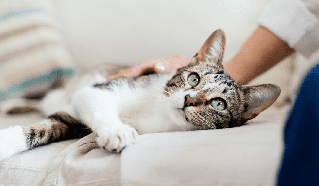 cat stretched out on sofa