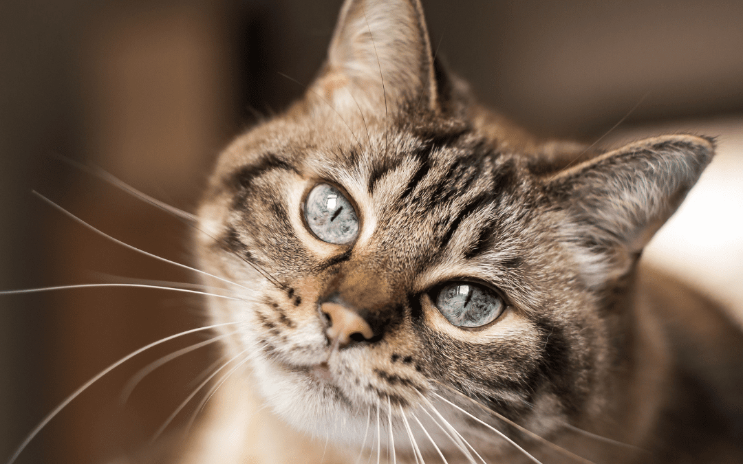 cat with feline asthma