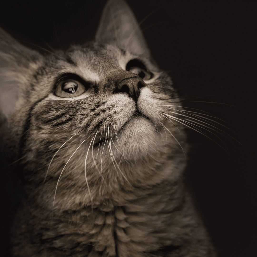 Best food for sales cats with asthma