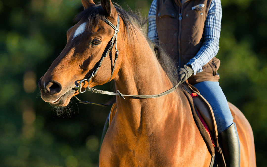 horse cough