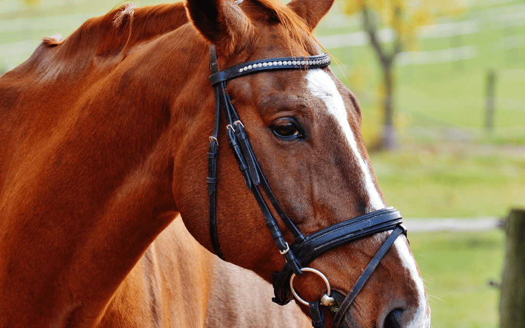 What Is equine nebulisation?