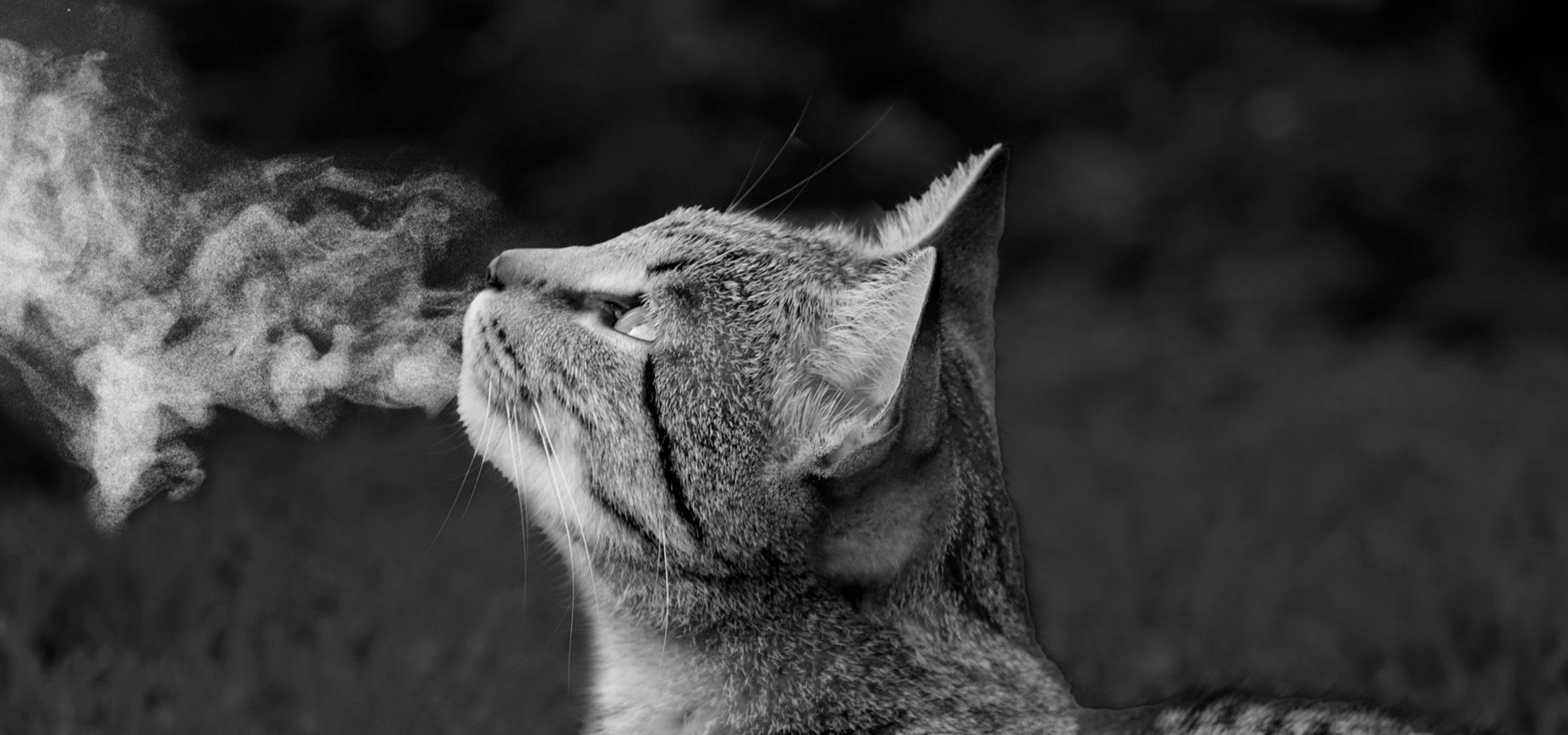 2200-×-1238-cat-Header cat breathezy breath easy