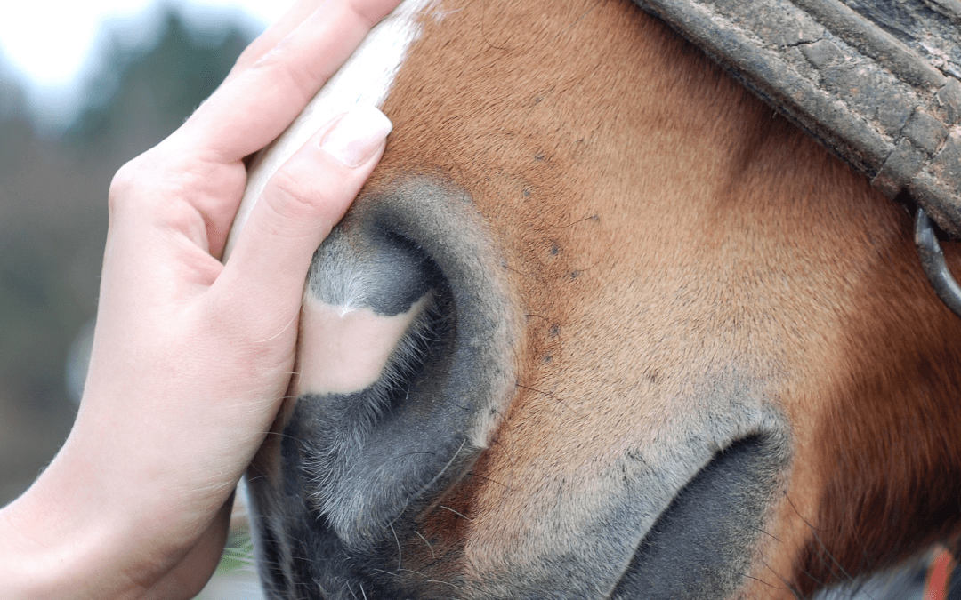 What Do You Do for a Horse With Asthma?