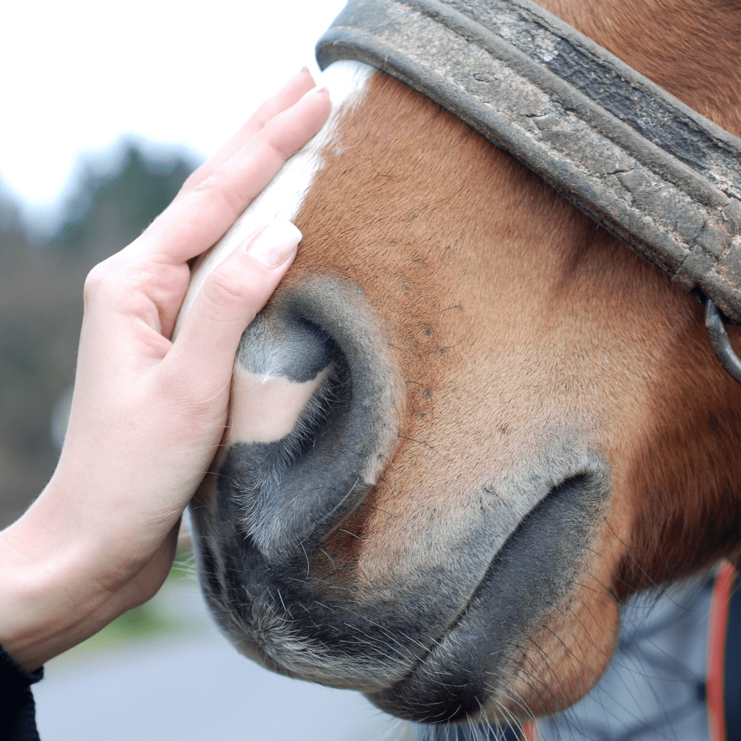 Symptoms and Treatments for Heaves in Horses