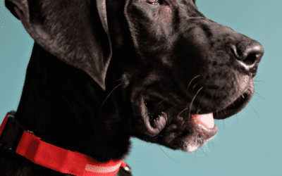 Can dogs get the flu?