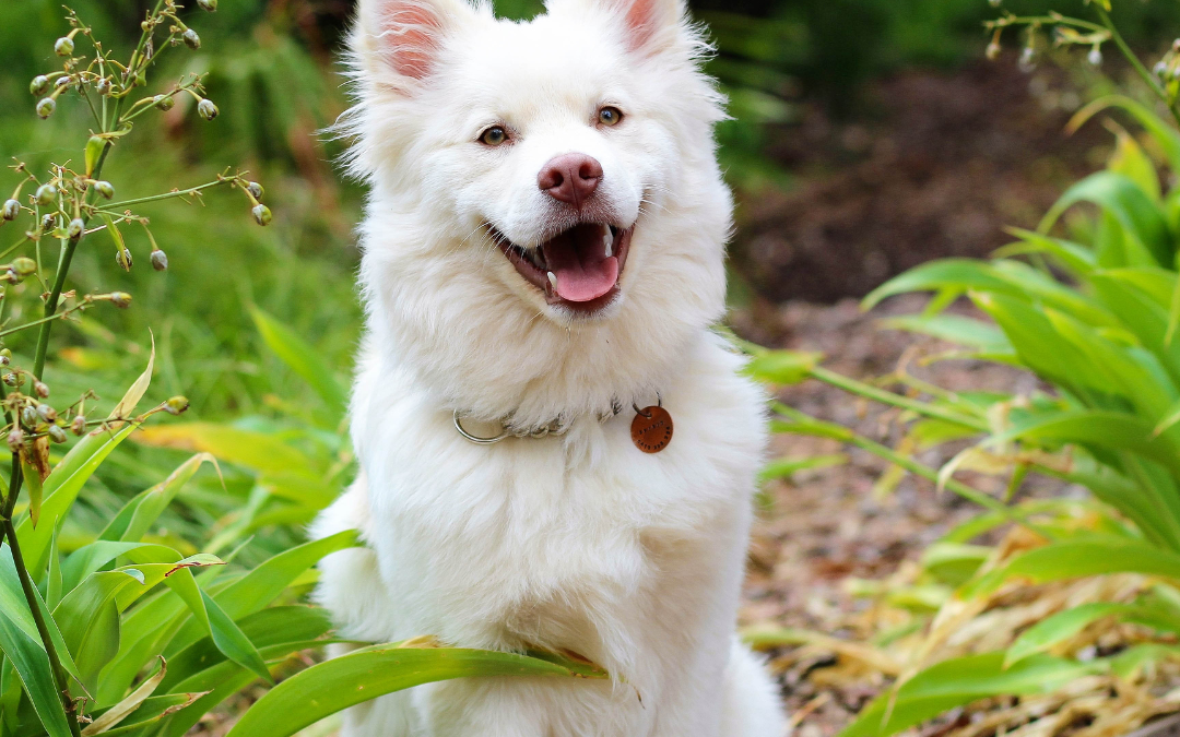 How to use a dog inhaler