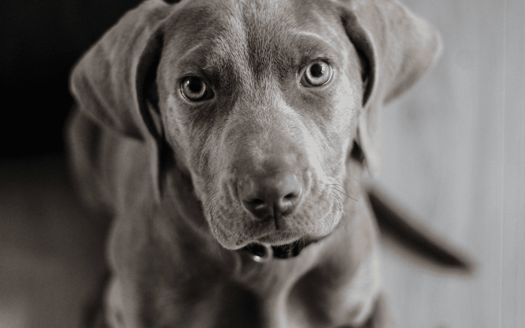 What To Do If Your Dog Eats An Inhaler? A Veterinarian Explains