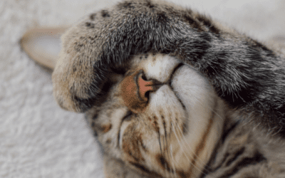 Updates on cat asthma treatment