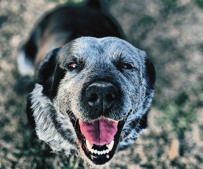 Study suggests nebulisation is more effective than inhalers