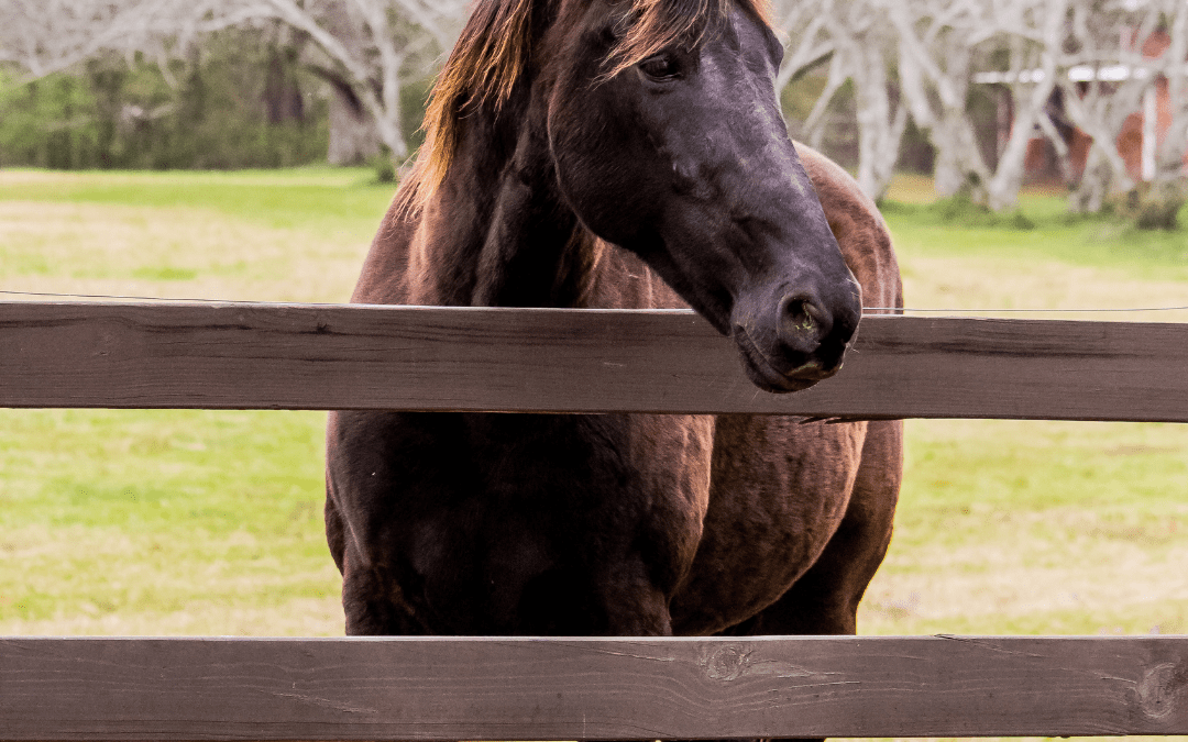 Equine asthma