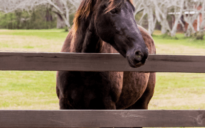 Airway Muscle Remodelling in Equine Asthma