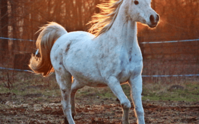 Inhaled lidocaine for equine asthma