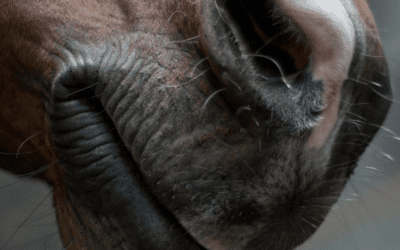 Tongue ties do not widen the upper airway in racehorses