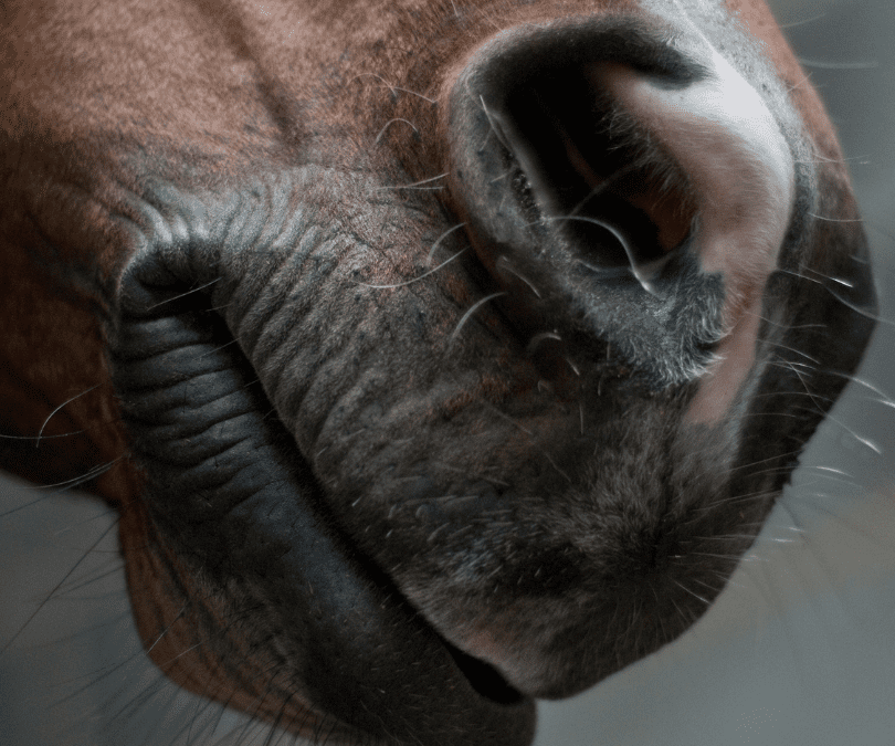 Tongue ties do not widen the upper airway in racehorses