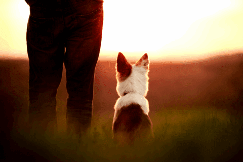 Inhaled therapy for managing respiratory disease in dogs - BreathEazy