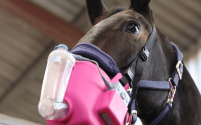 How to support your horse’s breathing in spring