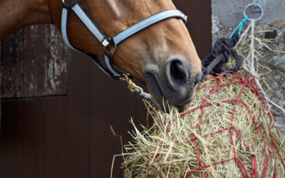 Dust-Free Forage: The Foundation of Equine Respiratory Health